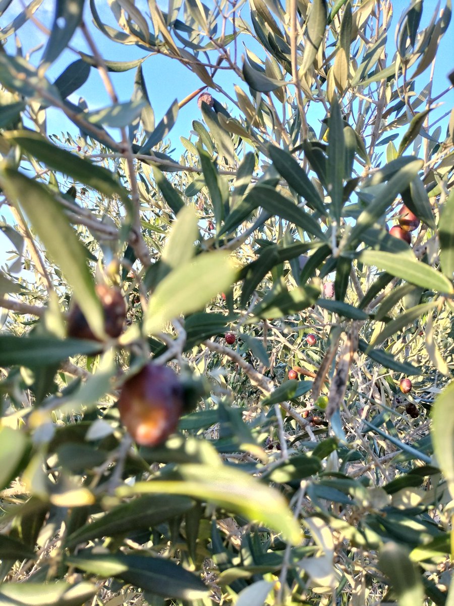 Capsule2's tweet image. Collint olives