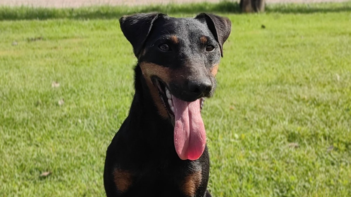 FBB_Officiel's tweet photo. 🐶 #Adoption

Chaque année, environ 100 000 chiens et chats sont abandonnés en France.

Les refuges sont alors saturés d’animaux qui, souvent, ne connaîtront plus jamais l’amour d’une famille.

Vous avez le pouvoir de changer une vie en adoptant un animal et d’en prendre soin tout au long de sa vie. Découvrez nos conseils pour l’accueillir au mieux !
👉 https://t.co/KRjOCTcosT
