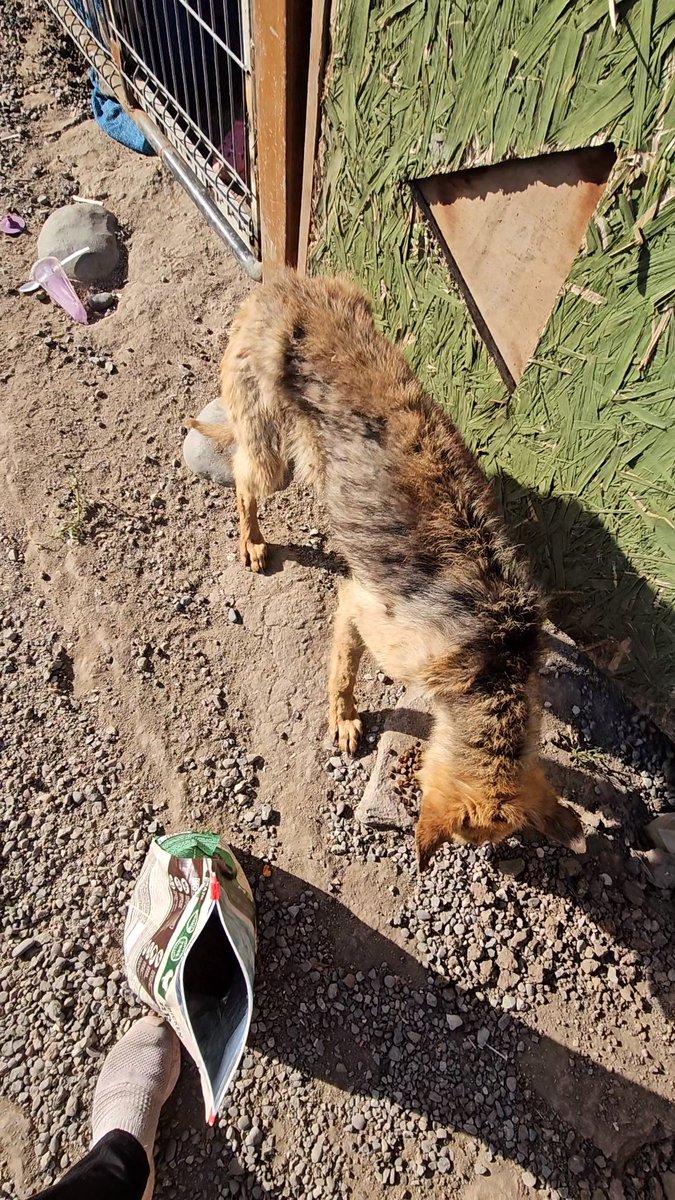 sol_palacios_m's tweet photo. Nos ha ido mal juntando para ella 🥺, aun necesitamos para alimento, llevarla al vet y operarla. Todo eso es harto. Ella aun esta en los huesos pero subiendo gracias a todo lo que hemos hecho🥺. Les pido una manito porfa🙏
Solange Palacios
Banco estado
Cuenta rut
17376209-7 https://t.co/VN9OSTltT8
