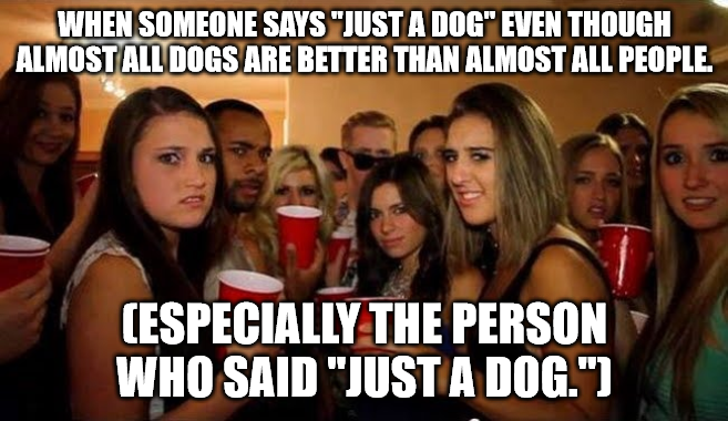 haha_pj's tweet photo. #dogs #petlovers #alldogsgotoheaven https://t.co/DLFEsQhdjT