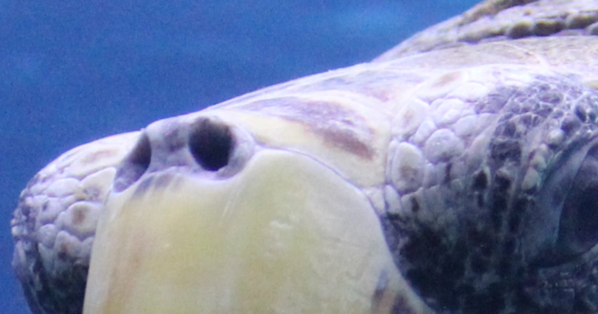AdventureAqua's tweet photo. ❄️Adventure Aquarium & @PSEGdelivers team up for winter safety! You can't see or smell carbon monoxide. Install a detector, your invisible shield. Gas smells like rotten eggs. Hear a beep or smell gas, leave & dial 911! More: https://t.co/Y2yVtDZ9V3 #PSEGSafety #PSEGPartnership https://t.co/J32nUodBIN