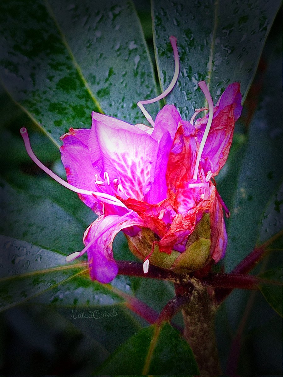 I was amazed while walking in the park. The rhododendrons have begun to bloom. Natural oddities associated with climate change... 🌿🌸🌿 #cuteeli #art #nature #beautiful #NaturePhotography #gardening #flowers #rhododendron #autumn #NatureBeauty #environment