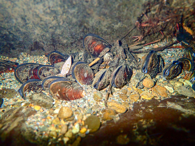 DYK that #mussels play a unique role in the world of fisheries? In this week’s Fish Report, learn about the nuances of this important #bioindicator creature and how some interact with native fish: bit.ly/musselreproduc…