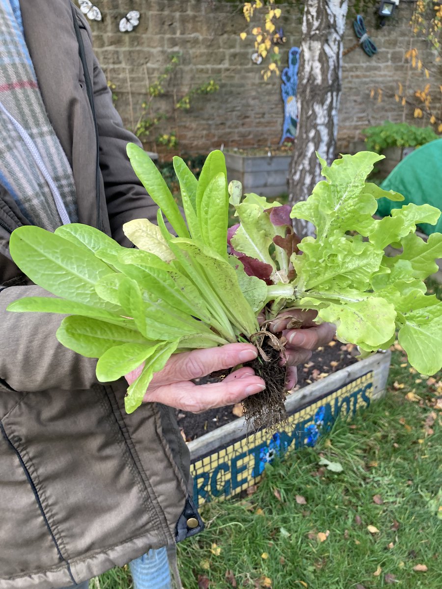 A beautiful Autumnal afternoon together at the Dementia Hub, Highbury Community Garden. Broad bean sowing, leaf raking & harvesting 🥬🌱@NottsHealthcare @TessJMcGrath @JennyBailey__ @OTTherapistMH @NottinghamCVS