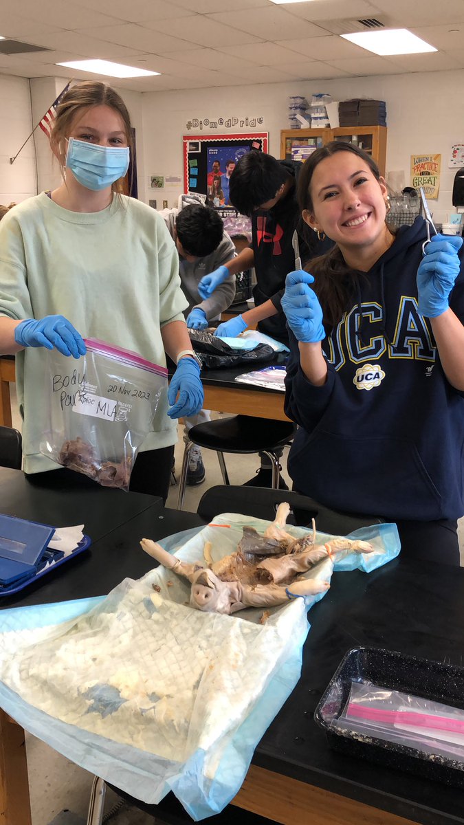 MrsPowellCCHS's tweet photo. Fetal pig dissection in BI https://t.co/0xbowT1DOd