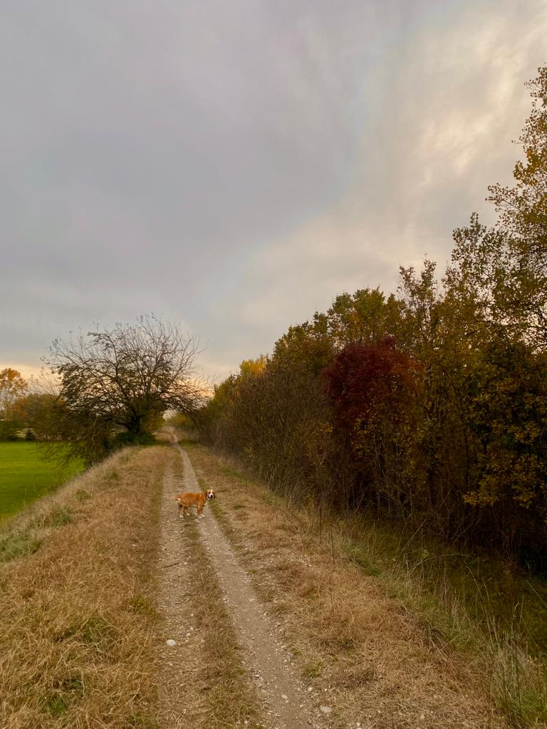 Qui a Bassano e in tutti i suoi dintorni ci sono tanti bei sentieri da scoprire e rilassanti passeggiate da poter fare, anche in compagnia dei vostri amici a 4 zampe!! 😍 🐕 

📍 San Lazzaro, Bassano

#visitbassano #bassanodelgrappa #visitvicenza #fiumebrenta #nature #dogs #pets