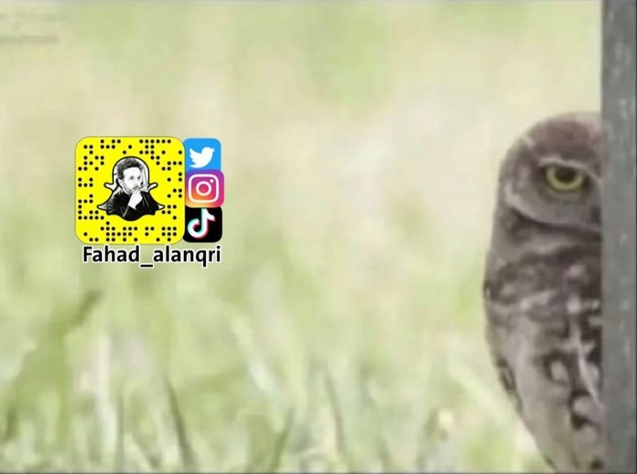 هناك دائما بومه تراقبك