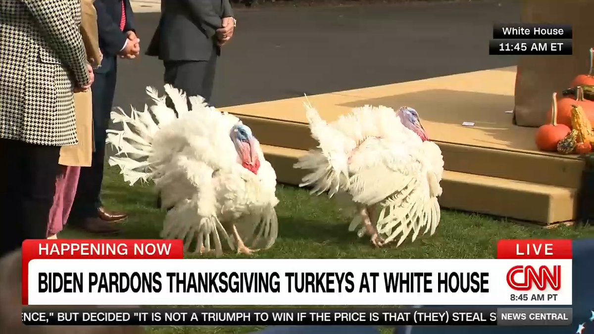 Key takeaways from the 2023 White House Turkey Pardon:
- Liberty AND Bell got official pardons — a break from tradition!
- It's also Biden's 81st birthday, and he joked he's younger than the 76-year-old pardoning tradition
- So. Many. Gobbles.