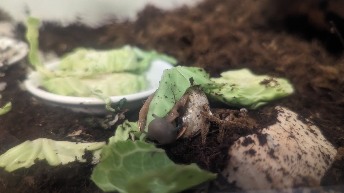 obsoleet37's tweet photo. Today on brussel sprout gymnastics https://t.co/G239blrEjx