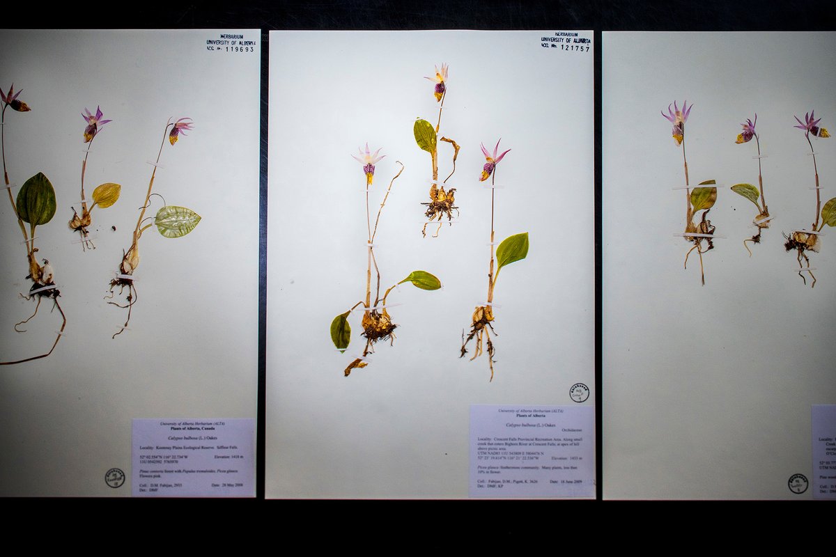 #DYK: In Alberta, there are 26 native orchid species? 🌸 

The Calypso orchid is one type, known for its slipper-like flower, diminutive stature, and sweet fragrance. 

Explore more Alberta orchids: bit.ly/3anvNVn #UAlbertaMuseums #UAlberta