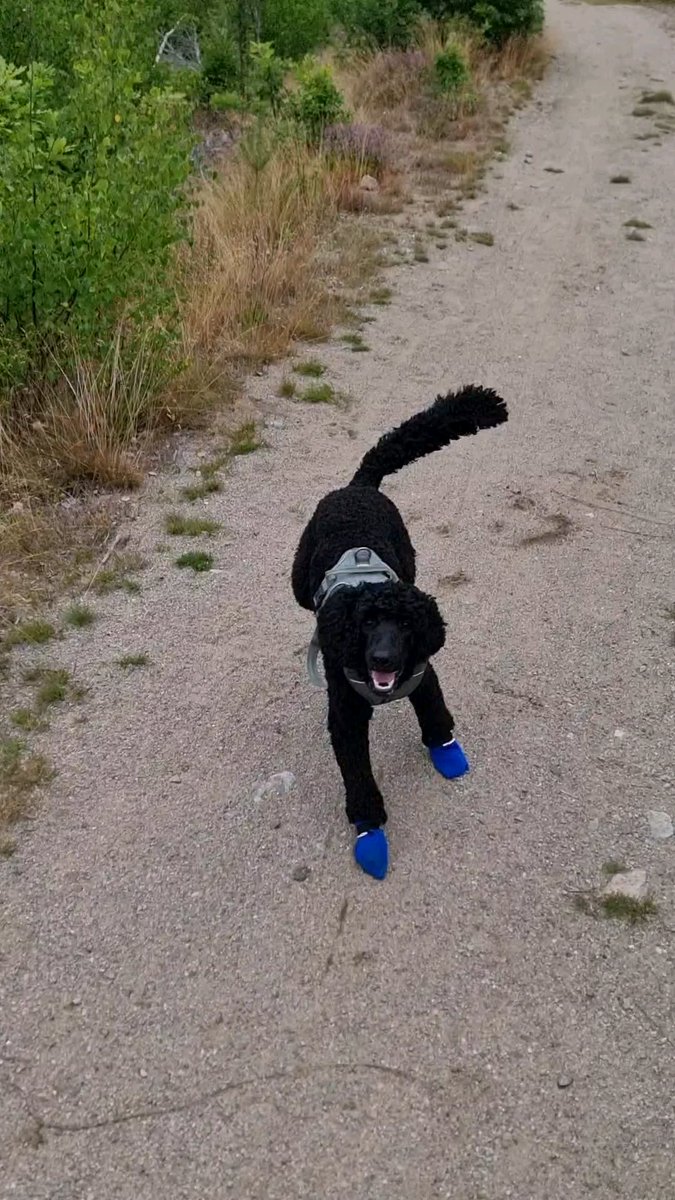 Leash off, party time!

#dogs #dogsofinstagram #dog #dogstagram #puppy #doglover #dogoftheday #instadog #doglovers #doglife #pets #puppylove #puppies #puppiesofinstagram #dogsofinsta #petsofinstagram #dogslife #animals
