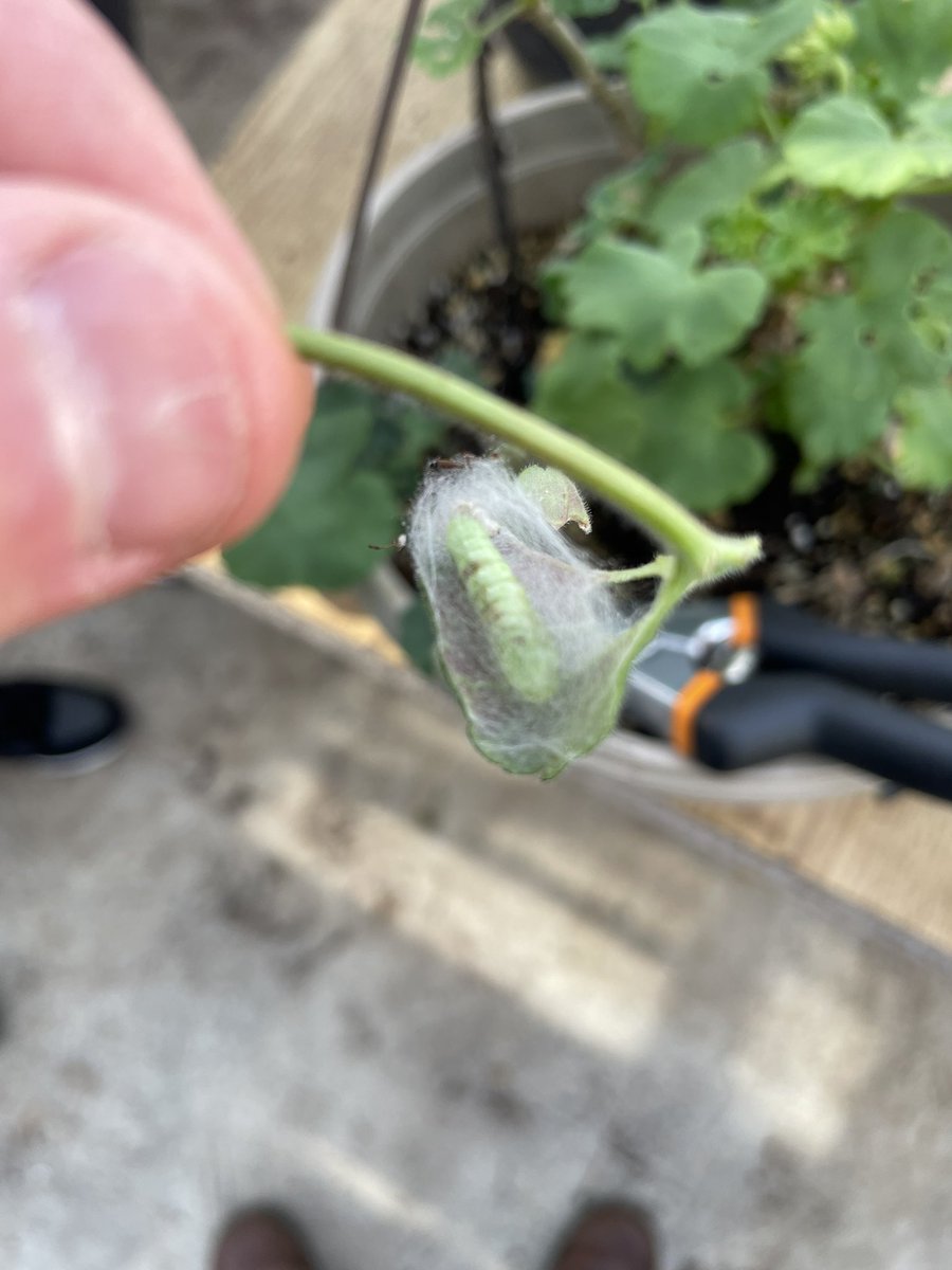 Green industries challenge: can any student identify the worm that is eating this Geranium in our greenhouse? <a href="/montcalmguides/">Montcalm Guidance</a> <a href="/MontcalmCougars/">Montcalm Cougars</a>