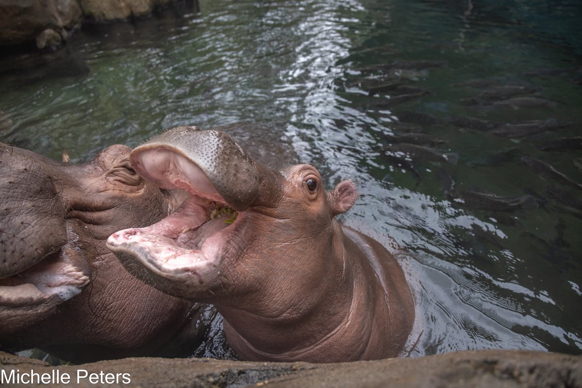 A dose of #mondaymotivation from baby hippo Fritz!