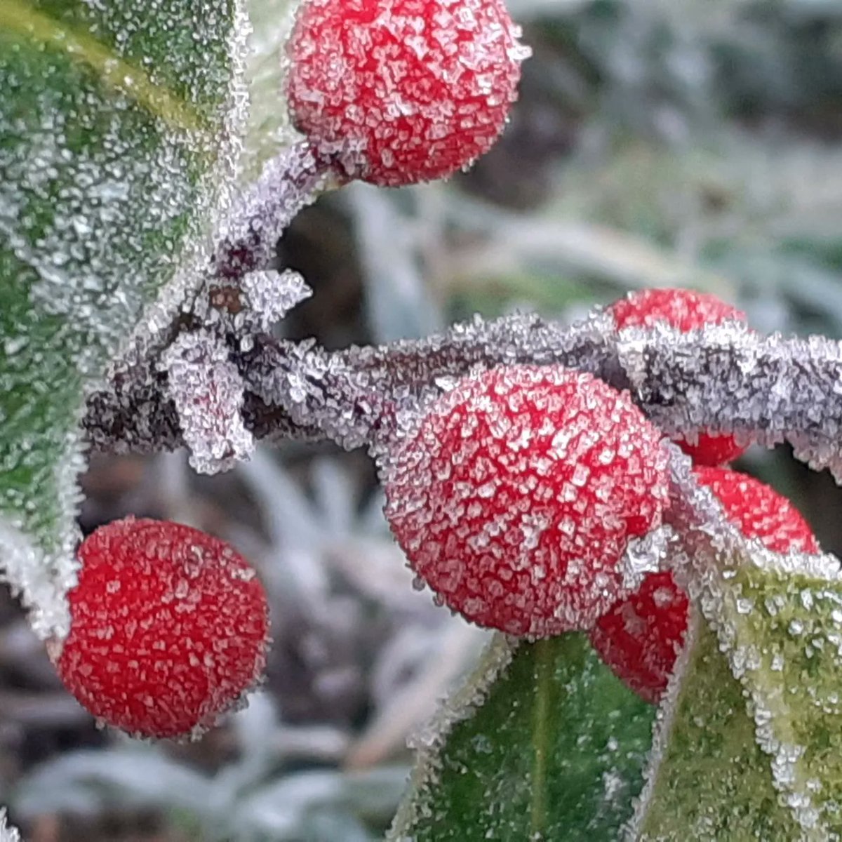 Cardiff OrnithSoc tweet media