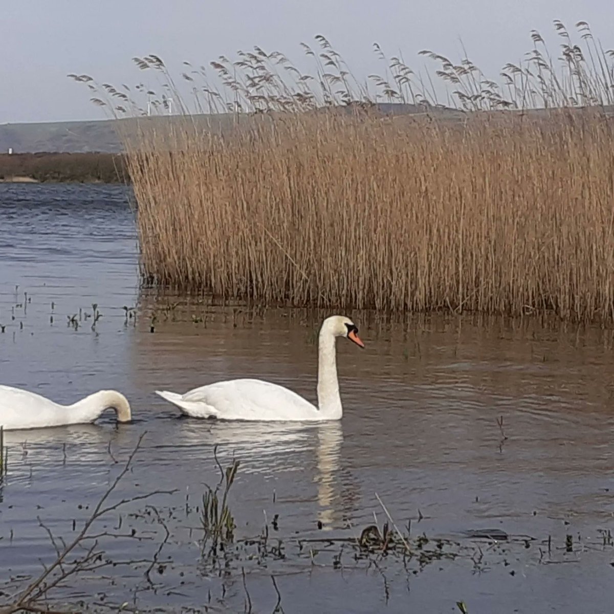 Cardiff OrnithSoc tweet media