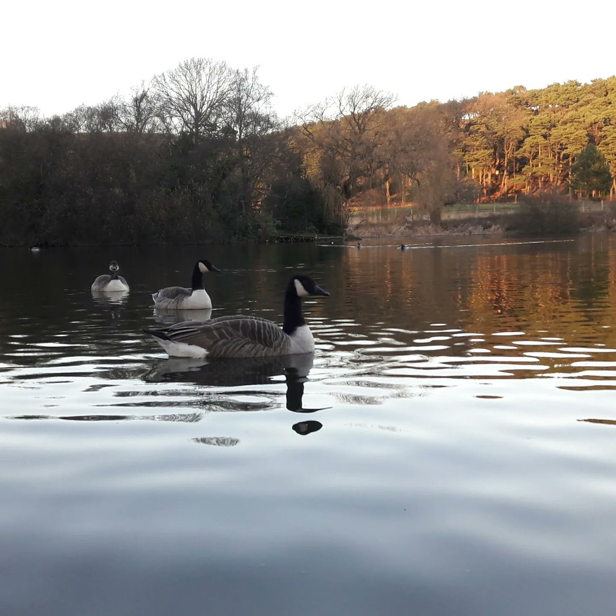 Bird Club Winter Trip! Join us on the 10th of December for a walk around Llanishen reservoir and cake and coffee at the visitor centre. We'll be meeting at 11am at Llanishen train station and walking over to the reservoir. Everyone welcome! <a href="/CUWildsoc/">Cardiff WildSoc</a>