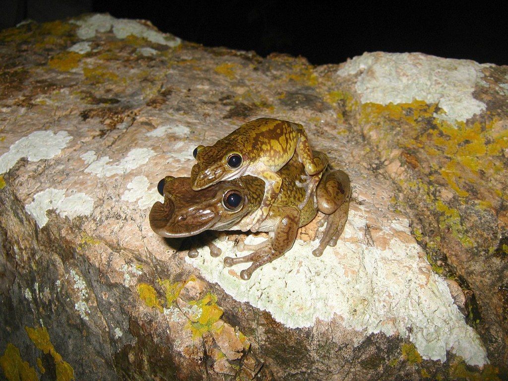 Gone_Froggin's tweet photo. The Frog of the Week is the Mexican Shovel headed Frog (Triprion spatulatus) from the western coast of Mexico. They use their weird head shape to block the opening of holes in trees that they sit in. 

📸 Jorge Armín Escalante Pasos 
learn more at https://t.co/70IrJjnSY2 https://t.co/5L1lBklKFM
