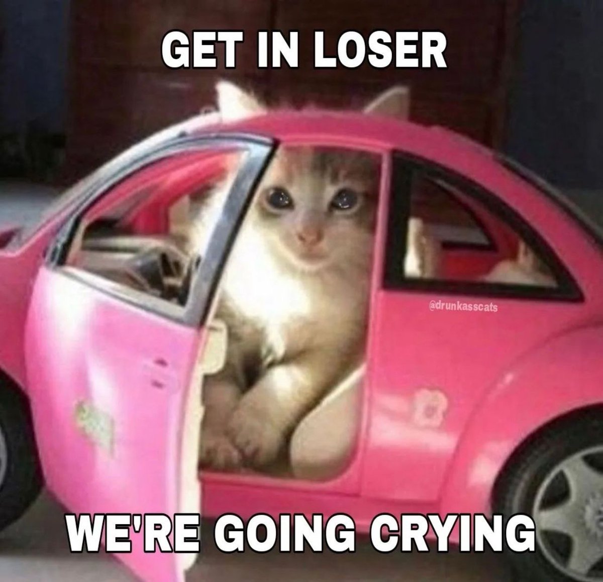 PostsOfCats's tweet photo. https://t.co/dkDnB3gWjC