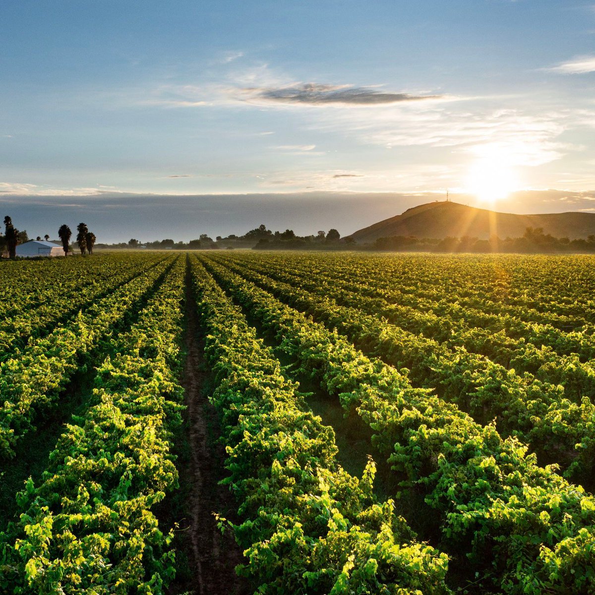 Since 2019, the Dried Fruit industry of SA has been transformed with the repositioning of Dried Fruit Technical Services (DFTS), now called Raisins SA. 

A key strategic shift has been to have a holistic approach to take ownership of “our product” and actively promote SA raisins.