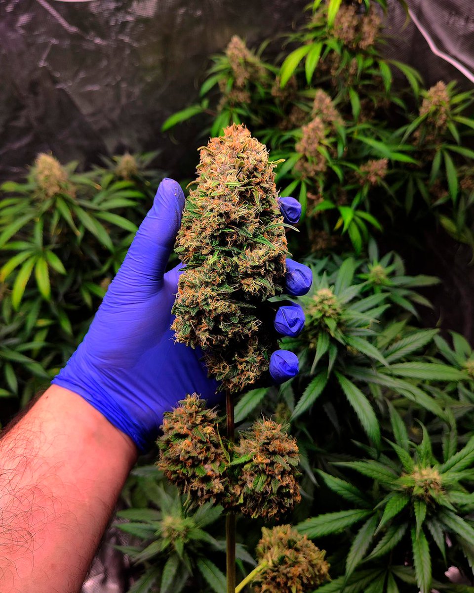 sweetseeds_es's tweet image. 🍓🍌 Red Strawberry Banana Auto® (SWS90), sin duda la mejor opción para una cosecha dulce.

Sino, mira lo que vas a babear con tan solo ver esta imagen... 😏

📸 Growdiaries | growhaoss

 #SweetSeeds #Rojas #Autofloreciente
