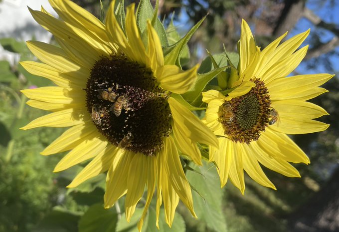 All the neighborhood bees are now mine muahaha https://t.co/VpBgZZNkEk
