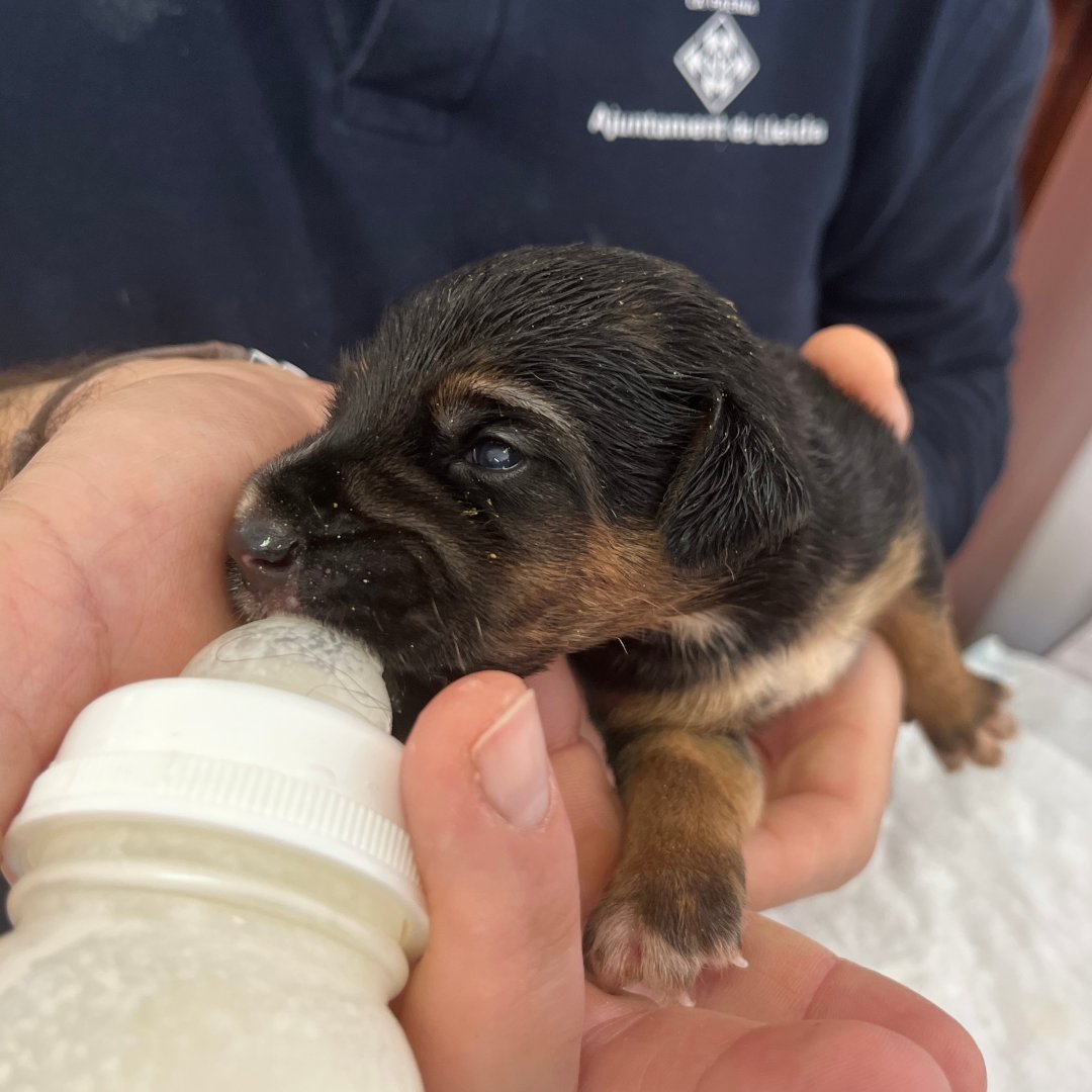 El Refugi dels Peluts tweet media