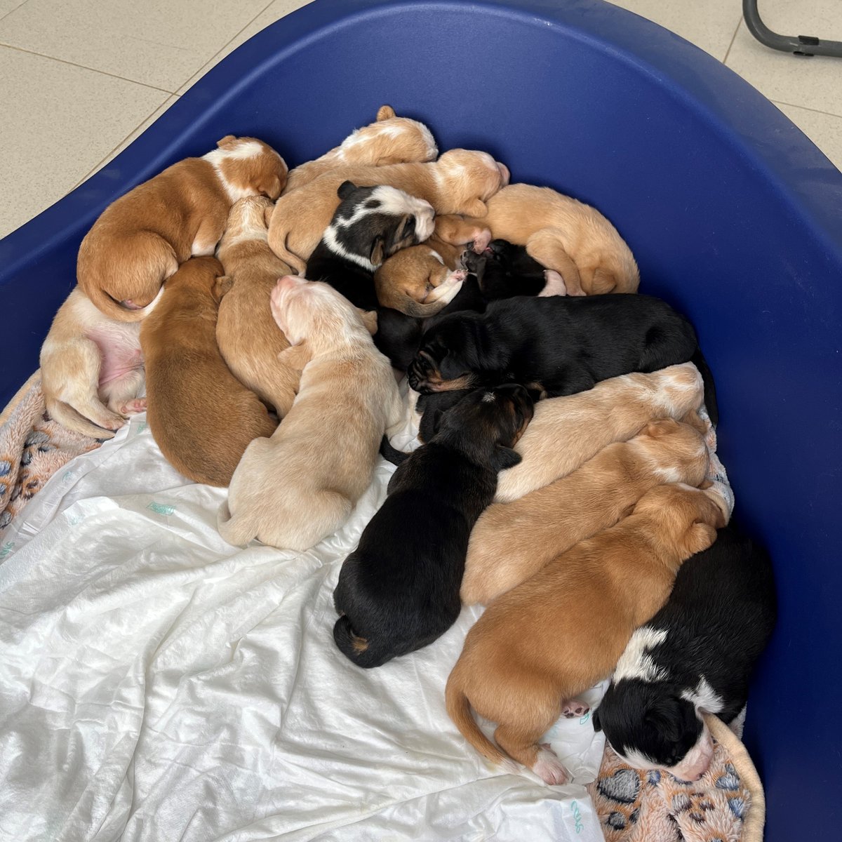 El Refugi dels Peluts (@caaclleida) on Twitter photo Una de les tasques menys conegudes dels nostres cuidadors és donar biberons als més petits 🐶🐱
Aquests dies ens fem cura de 18 cadells abandonats davant una coneguda protectora de #Lleida que van ser  traslladats al nostre centre perquè intentéssim salvar les seues vides ⬇️ Una de les tasques menys conegudes dels nostres cuidadors és donar biberons als més petits 🐶🐱
Aquests dies ens fem cura de 18 cadells abandonats davant una coneguda protectora de #Lleida que van ser  traslladats al nostre centre perquè intentéssim salvar les seues vides ⬇️