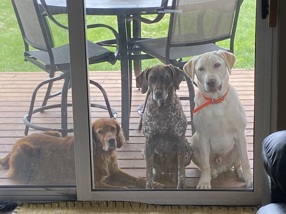 FrahmSwag's tweet photo. @NotchbackFiero @OKWildlifeDept Here’s a GSP with attitude and also a pic of the three stooges! 😂😂 https://t.co/fRTN2RyIlr