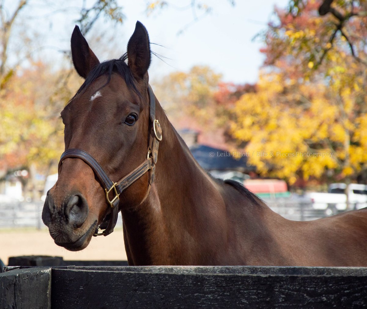 _Leila_Elliott_'s tweet photo. It has been announced that champion sprinter ROY H has taken up residence at the @KyHorsePark! ✨ #RoyH https://t.co/LY0c9vjg8R
