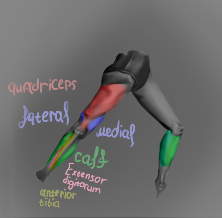 lispainter's tweet photo. Some legs. I may have drawn the bones wrong. I don't quite understand their structure. But I know exactly how they limit the length of the leg. I hope to make fewer mistakes with the proportions. I'll do some more studies. #anatomy #drawing #sketch #study #legs #digitalart #rkgk https://t.co/PE3qlTbFho