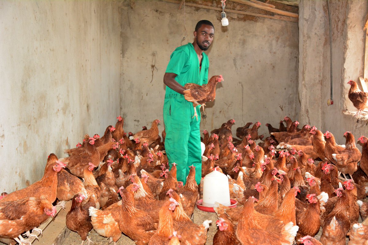 Rwanda Youth In Agribusiness Forum tweet media