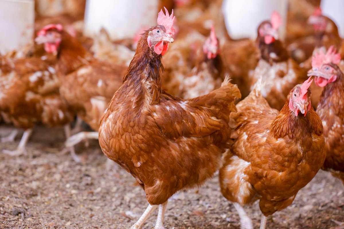 Rwanda Youth In Agribusiness Forum tweet media