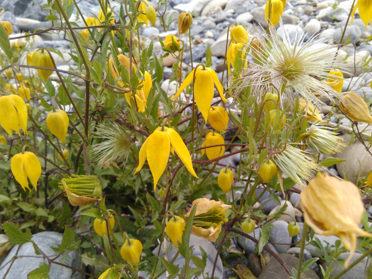 CowsandFish's tweet photo. 📢Prize alert! Name this plant🌿for a chance to win a nice buff from the Alberta Native Trout Collaborative. Bonus points – is it native to AB?🤔 #plantid #cowsandfish #prizegiveaway #ABNativeTrout https://t.co/HBatmrguMu
