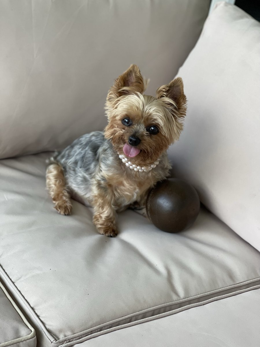 RuffRuffCouture's tweet photo. Say hello to Pink!  She has been a customer of ours for 13 years. Here she is looking lovely wearing our fresh water pearls. We appreciate pink and her mother for being loyal customers over the years.

https://t.co/niE3m4fMYi https://t.co/8SjW7975P6