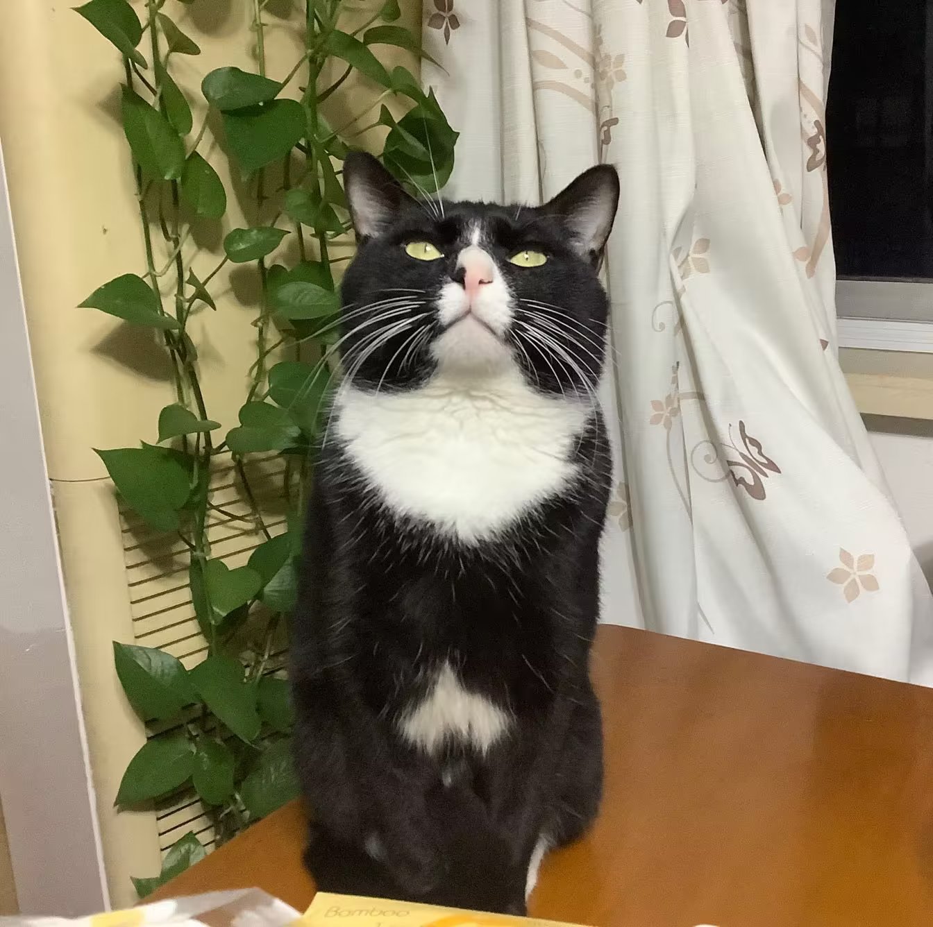 萌猫 猫说我帅不帅杀马特#萌宠#萌宠动物#萌宠出道计划- YouTube