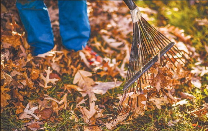 TS_Landscaping's tweet photo. 🍁Fall is in full swing, and so are we!🍁
Choose TS Landscaping for a hassle-free leaf cleanup that will leave your outdoor space looking pristine.
Call us today 📞 at 540-330-5791 to schedule your appointment and embrace the beauty of the season!
#LeafCleanup #FallReady https://t.co/Ejh3AQCgYr