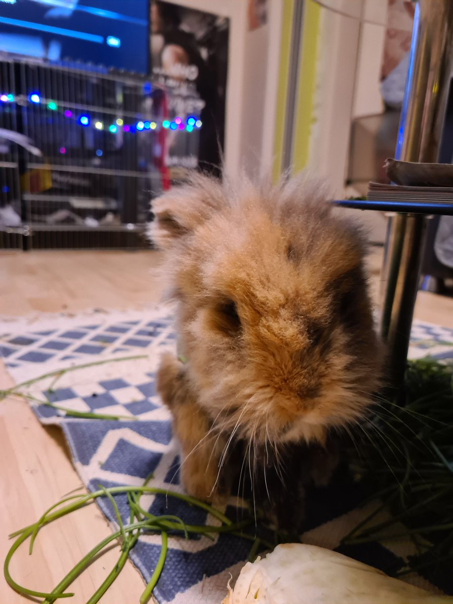 Skyler 🐰 tweet media