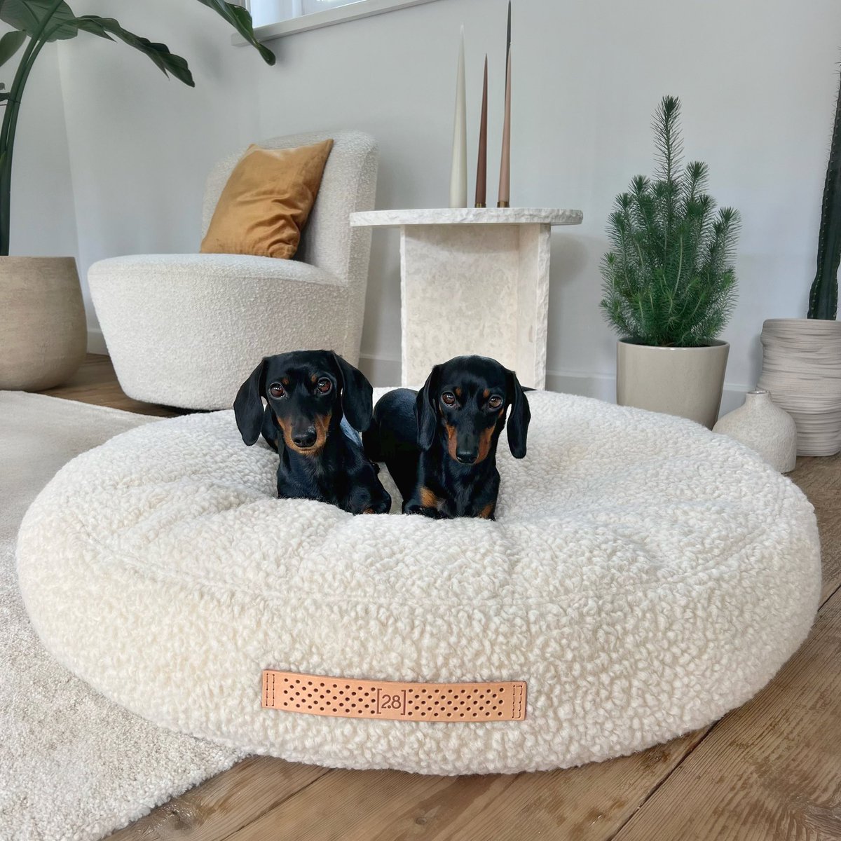 loulouminidachs's tweet photo. Loulou &amp; Coco love to snuggle up together, especially now that it’s getting colder. That works very well on this beautiful bed. https://t.co/SEgngf0Lx6