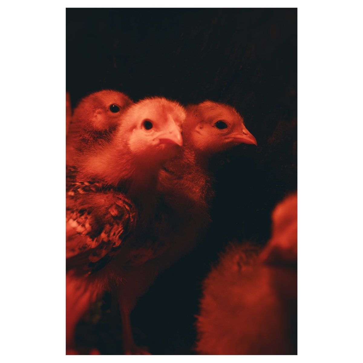 kid-winter tweet media