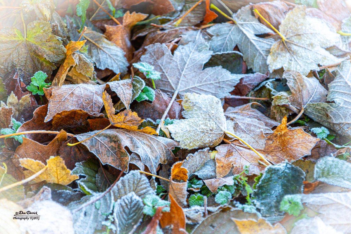 #Frosty #Fall Leaves near North Bend, Washington dondetrick.smugmug.com @LivingSno #Autumn