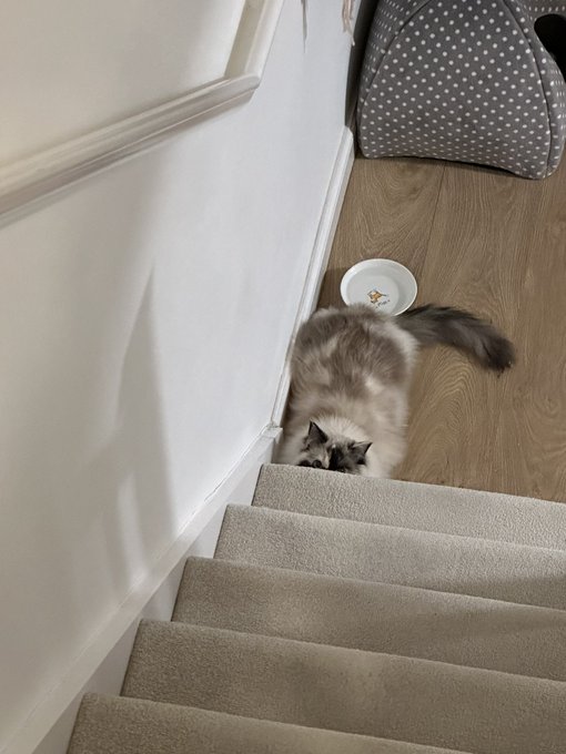 Anyone else live with a feline terror? 😅 https://t.co/TWM64picGW