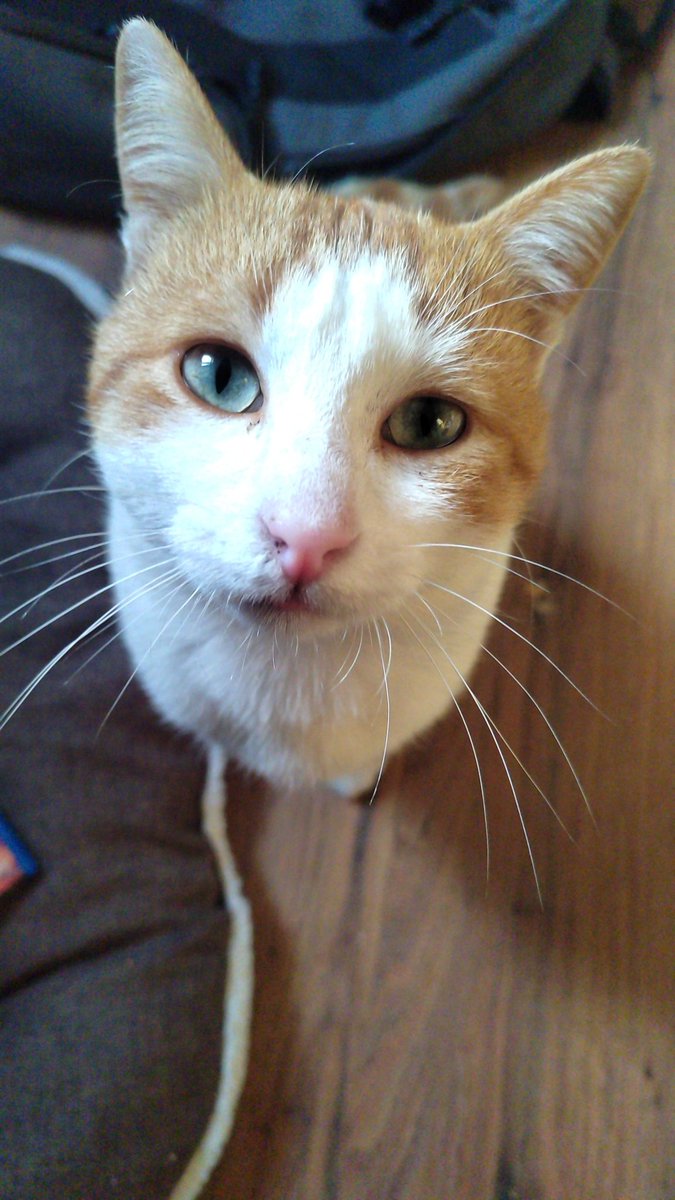 jvles____'s tweet photo. 😇🕊️ https://t.co/x7f3zu1Ici