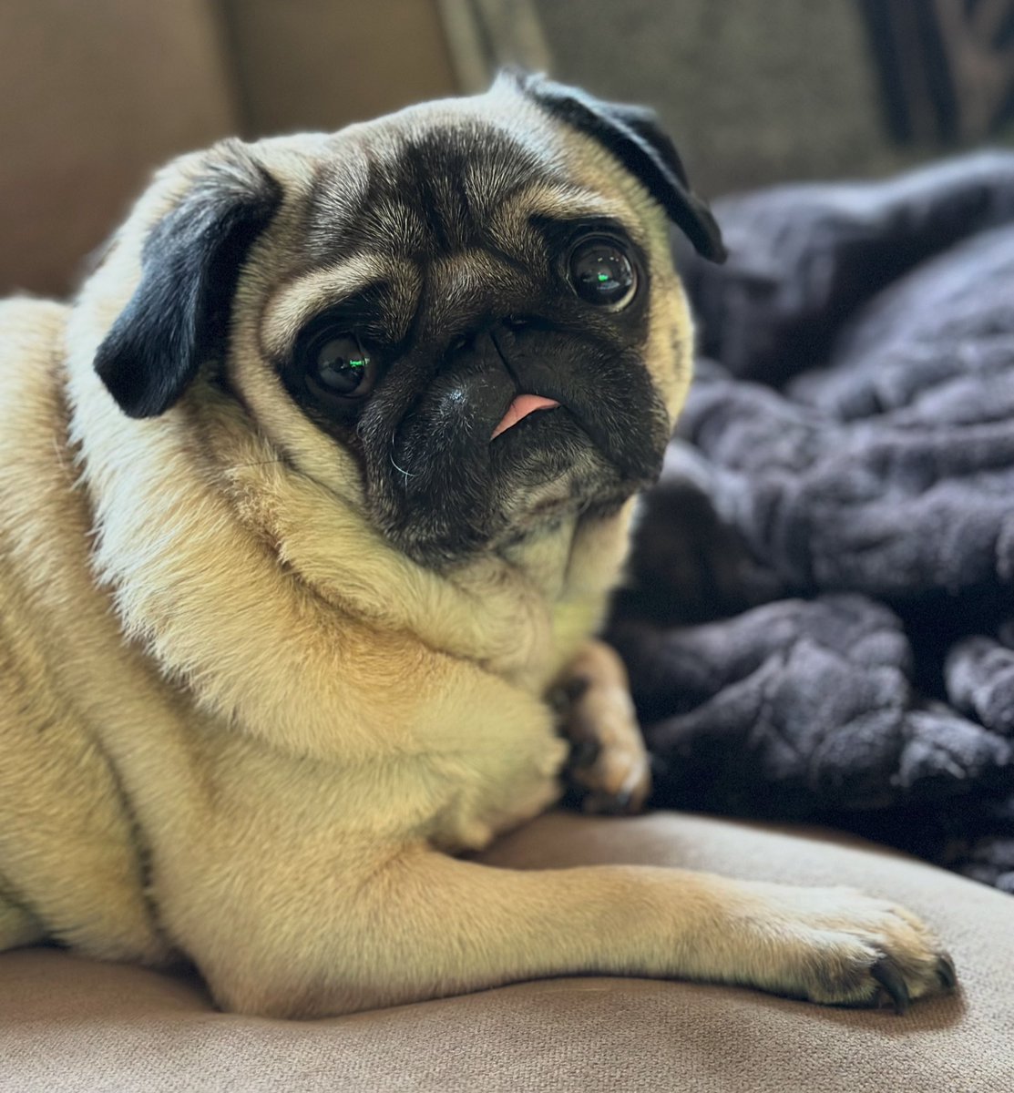 TheBatmanPug's tweet photo. If you can guess what’s under my paw, u can have it. Just kidding, I already ate it 😇 #puglife https://t.co/IlyzpqFTAl