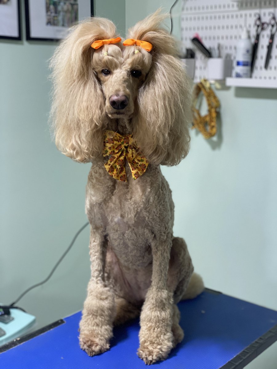 We still have to trim up the top knot and bracelets, but she was done for today. #Thanksgiving ready. #StandardPoodle #Dogs