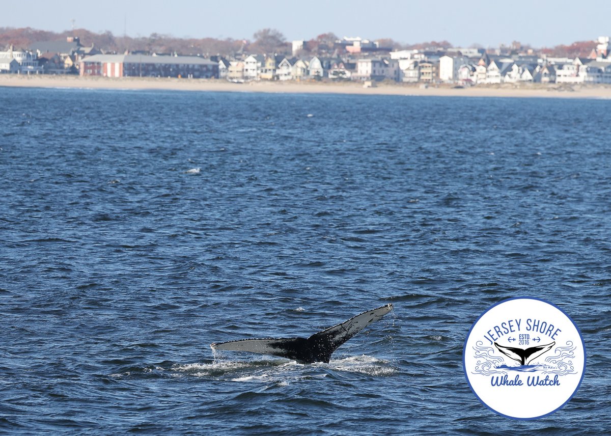 more from Sunday The original whale watching tour from the Belmar Marina, phone 732.592.6400 or visit jerseyshorewhalewatch.com. We guarantee you will see a humpback whale, or your next trip is free! 90% success rate.