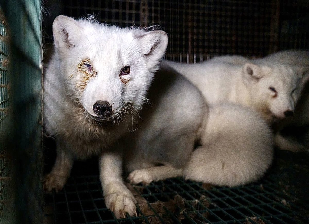 Breaking! Largest-Ever Undercover Investigation Into #EU #FurFarms Exposes Horrific Conditions Of Animals As A Ban Is Contemplated 💔🦊

READ MORE: 🌍👉 worldanimalnews.com/largest-ever-u…