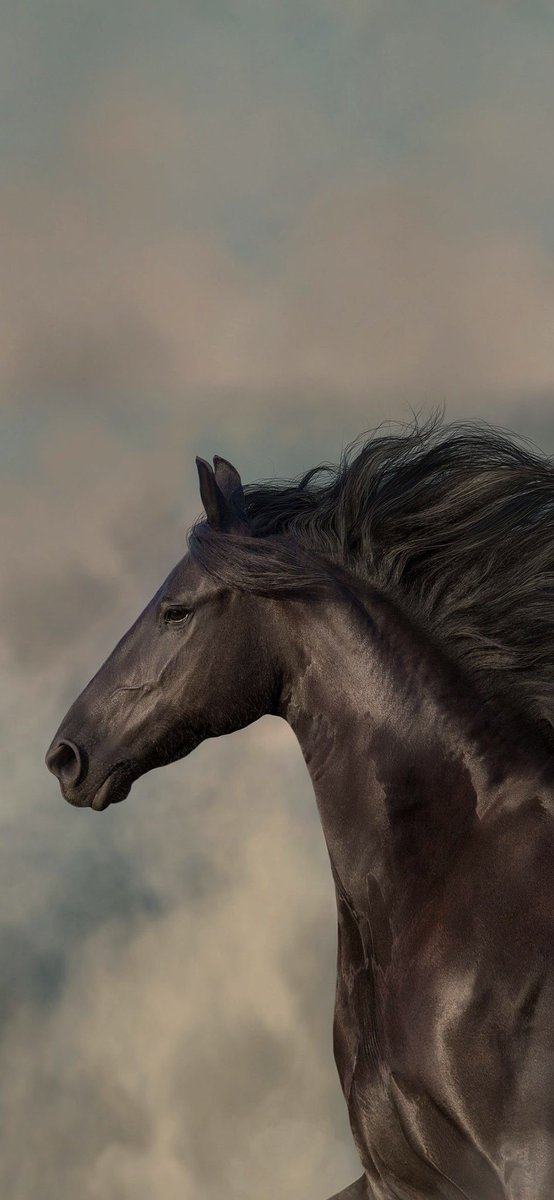 Horses🐎 (@thhorss) on Twitter photo 