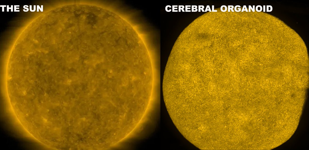 Daniel Cortés tweet media