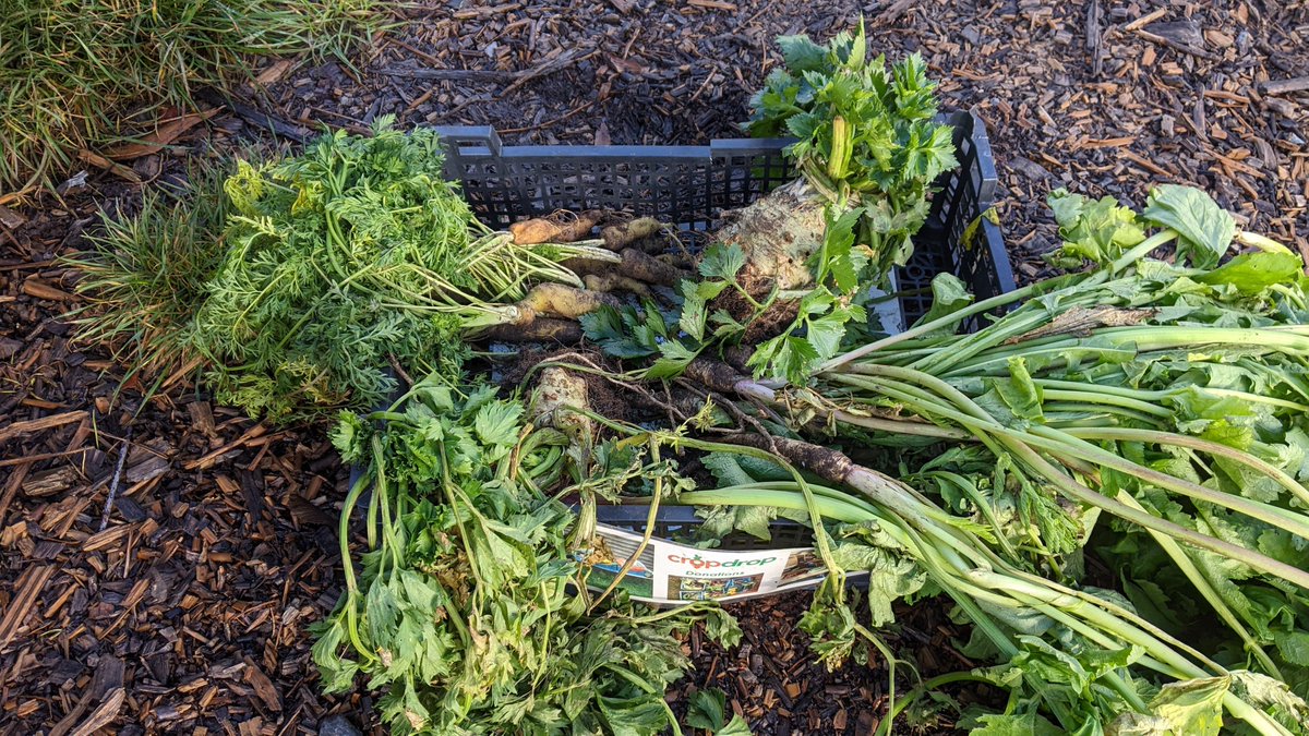Just collected a donation of sweet baby carrots, early parsnips and a couple of celeriac from the @RootsAllotments donation cupboard. 🥬 🥕 This is the latest collection CropDrop have ever had from an allotment, overtaking the previous late donation champions at Combe Down! 🙌