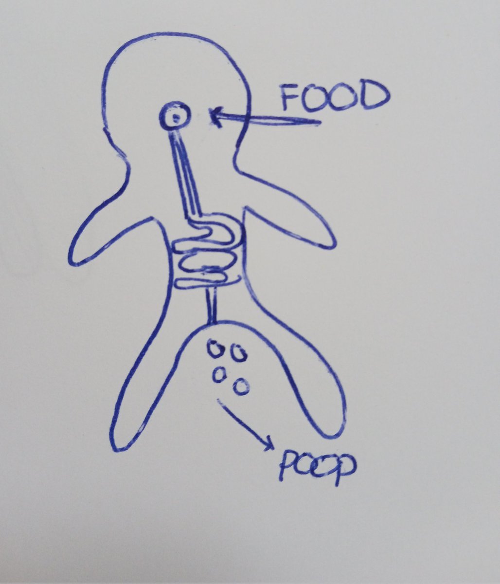 victorlopezsbd's tweet photo. Com treballem la nutrició a @EducacioUAB? El primer q ens preguntem és: "Quin camí segueix un tros de pa quan ens el mengem?" La primera resposta que trobarem si fem aquesta pregunta és que "entra en forma de menjar i surt en forma de caca". Però llavors, perquè mengem?? (1/10) https://t.co/rOMq0BpbSB